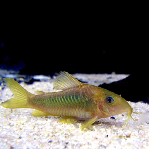 Corydoras melanotaenia L